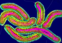 WHO cảnh báo nguy cơ dịch tả lây lan cao tại Liban